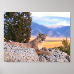 Mountain Lion Poster