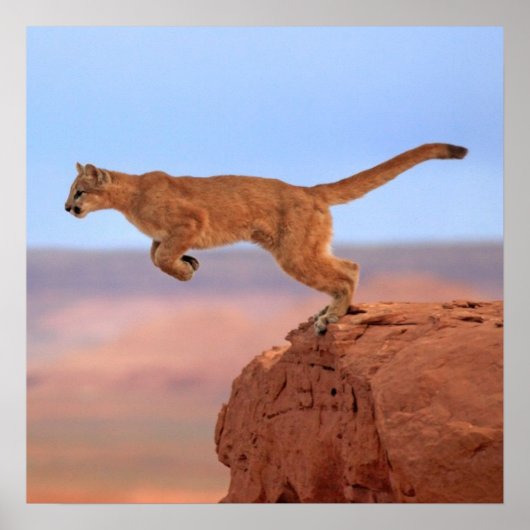 Mountain Lion Poster (Voorkant)