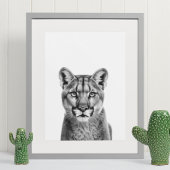 Mountain Lion Puma Big Cat Black White Poster