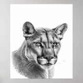 Mountain Lion Puma Big Cat Black White Poster (Voorkant)