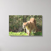 Mountain Lion Puma Cougar Canvas (Voorkant)