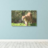 Mountain Lion Puma Cougar Canvas Afdruk (Insitu (Houten vloer))