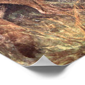 Mountain Lion, Puma of Cougar door CE Swan Poster (Hoek)