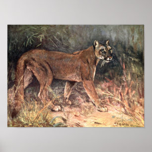 Mountain Lion, Puma of Cougar door CE Swan Poster