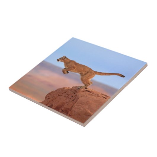 Mountain Lion Tegeltje (Zijkant)