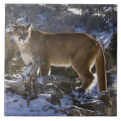 Mountain Lion Tegeltje (Voorkant)