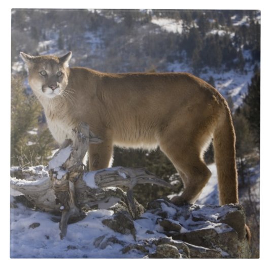 Mountain Lion Tegeltje (Voorkant)