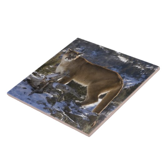 Mountain Lion Tegeltje (Zijkant)