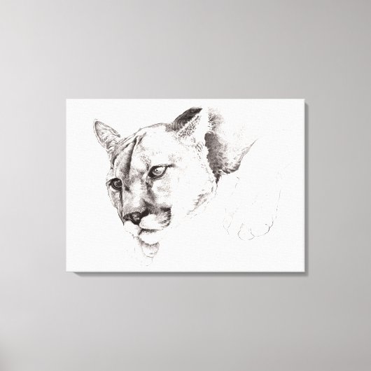 Mountain Lion Tekening Uitgerekte Canvas Print (Voorkant)