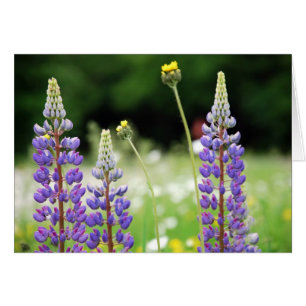 Mountain Lupine-kaart