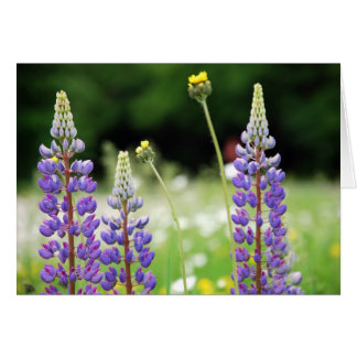 Mountain Lupine-kaart