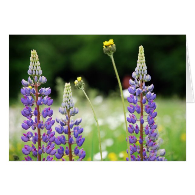 Mountain Lupine-kaart (Voorkant Horizontaal)