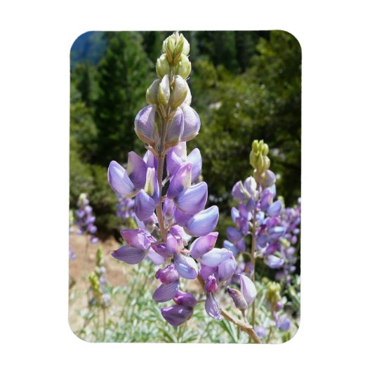 Mountain Lupins at Yosemite Magneet (Verticaal)
