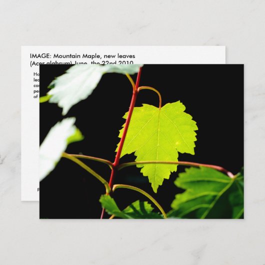 Mountain Maple Briefkaart (Voorkant / Achterkant)