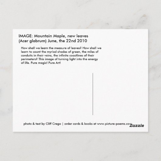 Mountain Maple Briefkaart (Achterkant)