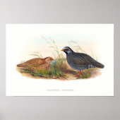 Mountain Quail Bird Illustraties Poster (Voorkant)
