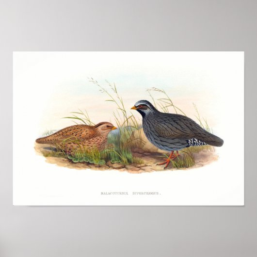 Mountain Quail Bird Illustraties Poster (Voorkant)