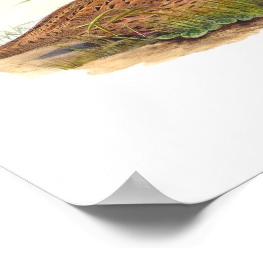 Mountain Quail Bird Illustraties Poster (Hoek)