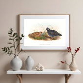 Mountain Quail Bird Illustraties Poster