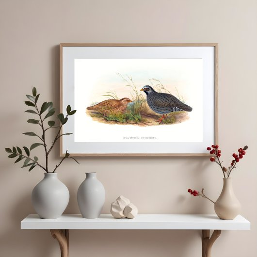 Mountain Quail Bird Illustraties Poster