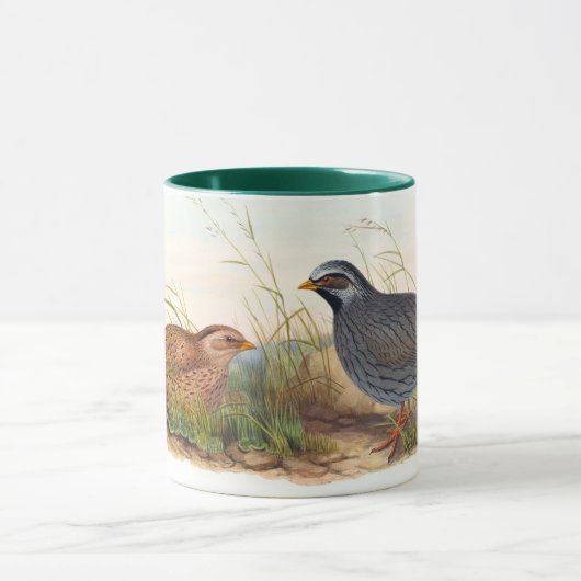 Mountain Quail-Bird, Mok (Midden)