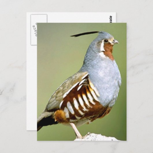 Mountain Quail Briefkaart (Voorkant / Achterkant)