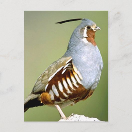 Mountain Quail Briefkaart (Voorkant)