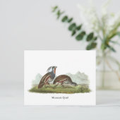 Mountain Quail, John Audubon Briefkaart (Staand voorkant)