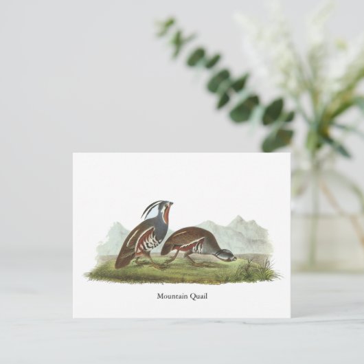 Mountain Quail, John Audubon Briefkaart (Staand voorkant)