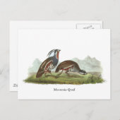 Mountain Quail, John Audubon Briefkaart (Voorkant / Achterkant)