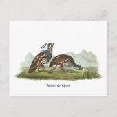 Mountain Quail, John Audubon Briefkaart (Voorkant)