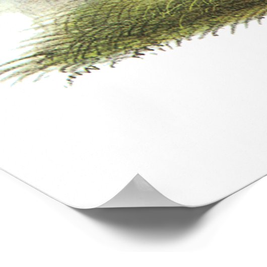 Mountain Quail, John Audubon Poster (Hoek)