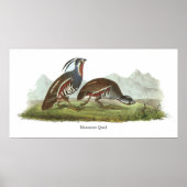 Mountain Quail, John Audubon Poster (Voorkant)