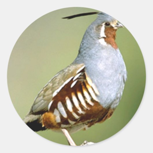 Mountain Quail Ronde Sticker (Voorkant)