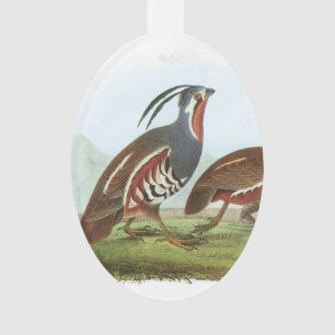 Mountain Quail van Audubon Ornament