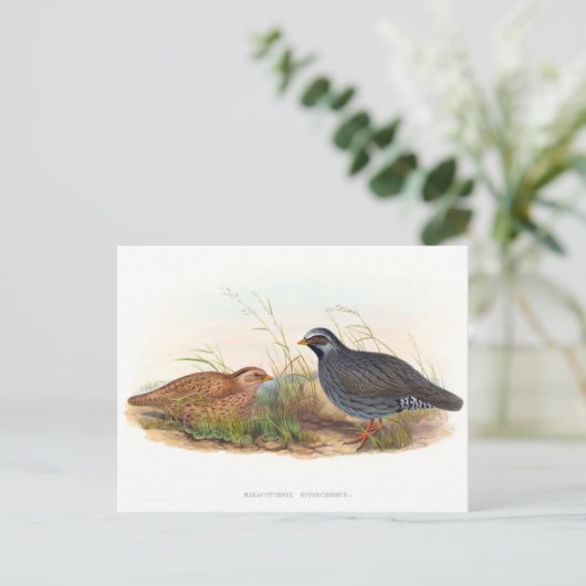 Mountain Quail - vogels Briefkaart (Staand voorkant)