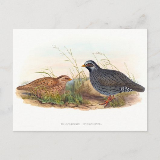 Mountain Quail - vogels Briefkaart (Voorkant)