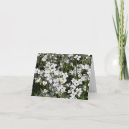 Mountain Rock Cress (Arabis alpina) kaart