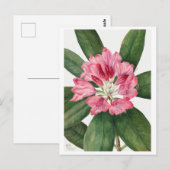 Mountain Roos Bay Rhododendron Vintage Briefkaart (Voorkant / Achterkant)