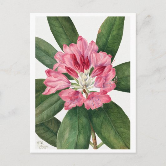 Mountain Roos Bay Rhododendron Vintage Briefkaart (Voorkant)