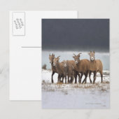 Mountain Sheep Briefkaart (Voorkant / Achterkant)