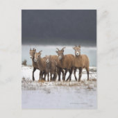Mountain Sheep Briefkaart (Voorkant)