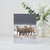 Mountain Sheep Briefkaart (Staand voorkant)