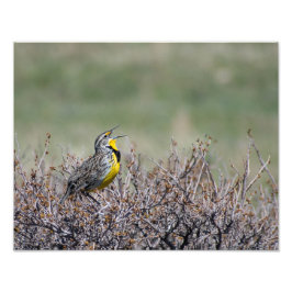Mountain Song - Western Meadowlark - Casper WY Foto Afdruk
