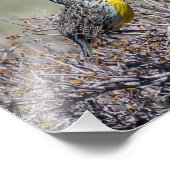 Mountain Song - Western Meadowlark - Casper WY Foto Afdruk (Hoek)