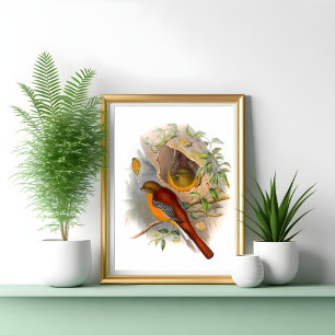 Mountain Trogon Poster