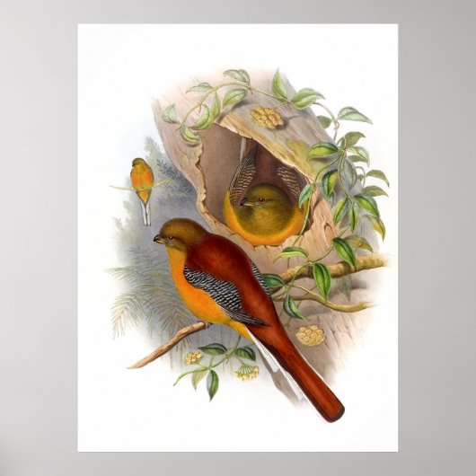 Mountain Trogon Poster (Voorkant)