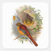 Mountain Trogon Vierkante Sticker (Voorkant)