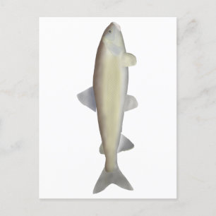 Mountain Whitefish Briefkaart
