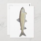 Mountain Whitefish Briefkaart (Voorkant / Achterkant)